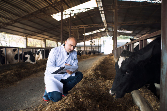 Cow Cattle Feed in Rajasthan