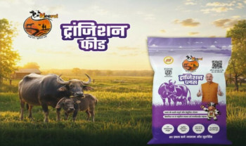 Cattle in green farm and transition plus cattlefeed packet