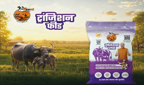 Cattle in green farm and transition plus cattlefeed packet